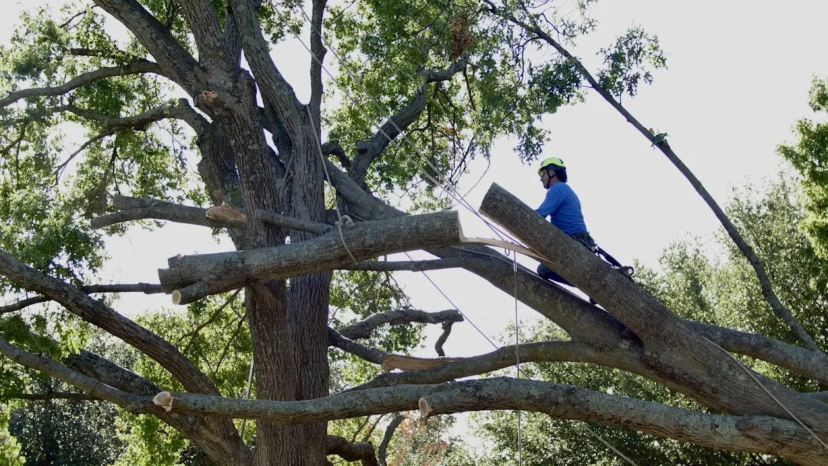 Professional Crown Thinning performed by certified arborists in Fords